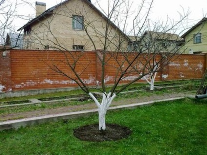 Як обрізати сливу - навесні, влітку, восени і взимку схема та інструкції