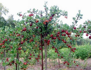 Cum se plantează, se tăvălește, se reproduc și se îngrijește de fructe de măsline (varietăți foto)