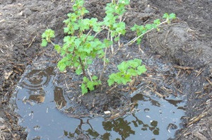 Cum se plantează, se tăvălește, se reproduc și se îngrijește de fructe de măsline (varietăți foto)