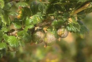 Cum se plantează, se tăvălește, se reproduc și se îngrijește de fructe de măsline (varietăți foto)