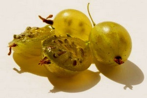 Cum se plantează, se tăvălește, se reproduc și se îngrijește de fructe de măsline (varietăți foto)