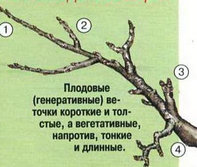 Як відрізнити плодоносні гілки плодового дерева від неплодоносних