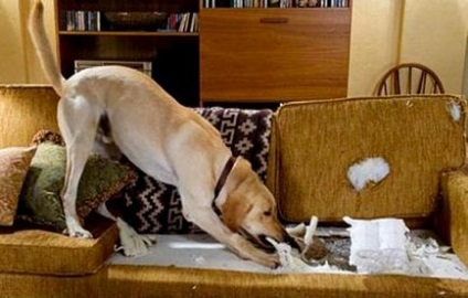 Як відучити щеняти гризти меблі