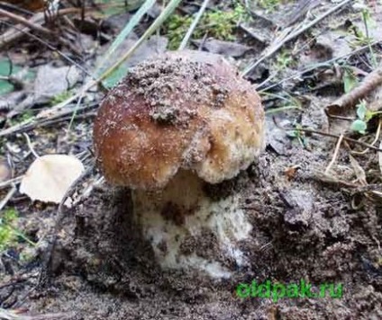 Ce fel de bolete de ciuperci