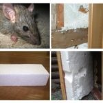 Ce fel de izolare nu este răsucit de șobolani și șoareci