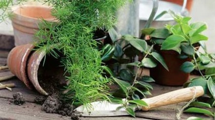 Hogyan transzplantáció egy virág, a másik cserepet az otthoni (a pot) Hogyan transzplantáció egy virág egy másik bankban otthon