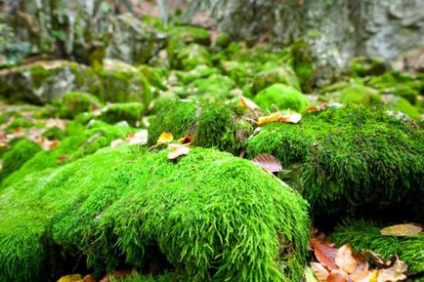 Cum au apărut primele plante de pe pământ?