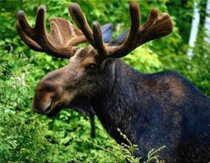 Cum cresc coarnele în moose