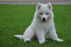 Cum Samoyeds suferă vremea insorită când Samoyed Laika suportă vreme însorită