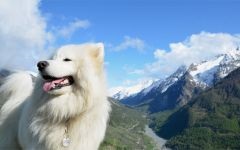 Cum Samoyeds suferă vremea insorită când Samoyed Laika suportă vreme însorită