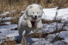 Cum Samoyeds suferă vremea insorită când Samoyed Laika suferă o vreme însorită