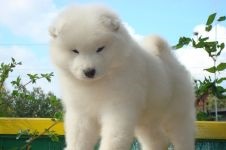 Cum Samoyeds suferă vremea insorită când Samoyed Laika suferă o vreme însorită