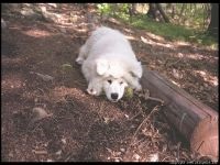 Cum Samoyeds suferă vremea insorită când Samoyed Laika suferă o vreme însorită