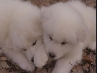 Cum Samoyeds suferă vremea insorită când Samoyed Laika suportă vreme însorită