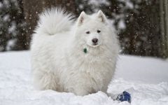 Cum Samoyeds suferă vremea insorită când Samoyed Laika suferă o vreme însorită