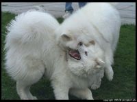 Cum Samoyeds suferă vremea insorită când Samoyed Laika suportă vreme însorită