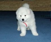 Cum Samoyeds suferă vremea insorită când Samoyed Laika suferă o vreme însorită