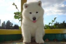 Cum Samoyeds suferă vremea insorită când Samoyed Laika suferă o vreme însorită