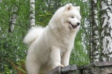 Cum Samoyeds suferă vremea insorită când Samoyed Laika suportă vreme însorită