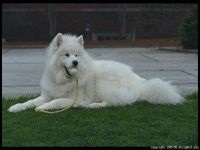 Cum Samoyeds suferă vremea insorită când Samoyed Laika suferă o vreme însorită