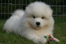 Cum Samoyeds suferă vremea insorită când Samoyed Laika suportă vreme însorită