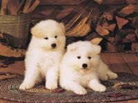 Cum Samoyeds suferă vremea insorită când Samoyed Laika suferă o vreme însorită