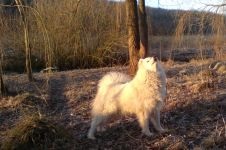 Cum Samoyeds suferă vremea insorită când Samoyed Laika suportă vreme însorită