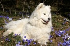 Cum Samoyeds suferă vremea insorită când Samoyed Laika suportă vreme însorită