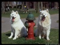 Cum Samoyeds suferă vremea insorită când Samoyed Laika suportă vreme însorită