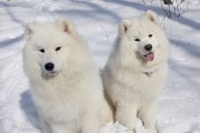 Cum Samoyeds suferă vremea insorită când Samoyed Laika suportă vreme însorită