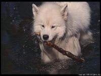 Cum Samoyeds suferă vremea insorită când Samoyed Laika suportă vreme însorită