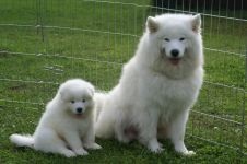 Cum Samoyeds suferă vremea insorită când Samoyed Laika suportă vreme însorită