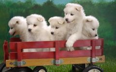 Cum Samoyeds suferă vremea insorită când Samoyed Laika suferă o vreme însorită