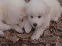 Cum Samoyeds suferă vremea insorită când Samoyed Laika suportă vreme însorită