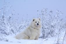 Cum Samoyeds suferă vremea insorită când Samoyed Laika suportă vreme însorită