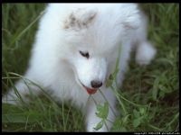 Cum Samoyeds suferă vremea insorită când Samoyed Laika suferă o vreme însorită