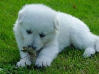 Cum Samoyeds suferă vremea insorită când Samoyed Laika suportă vreme însorită