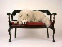 Cum Samoyeds suferă vremea insorită când Samoyed Laika suferă o vreme însorită