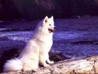 Cum Samoyeds suferă vremea insorită când Samoyed Laika suferă o vreme însorită