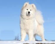 Cum Samoyeds suferă vremea insorită când Samoyed Laika suportă vreme însorită