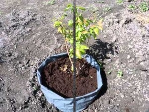 Cum să plantați afine în primăvară cu instrucțiuni video pentru răsaduri