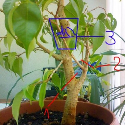 Как да си направим бонсай от benjamina Ficus, как да отглеждат бонсай у дома, две портокали