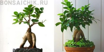 Как да си направим бонсай от benjamina Ficus, как да отглеждат бонсай у дома, две портокали