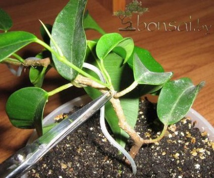 Cum de a face bonsai din fenicul de Benjamin, cum să crească bonsai acasă, două portocale
