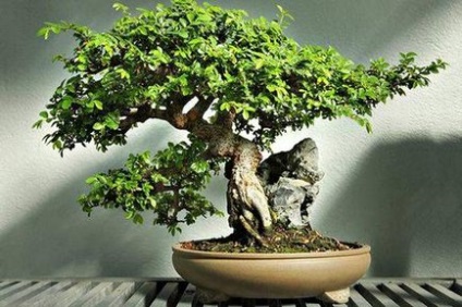 Cum de a face bonsai din fenicul de Benjamin, cum să crească bonsai acasă, două portocale