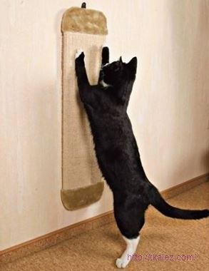 Hogyan készítsünk egy egyszerű karcolás után a macskák saját kezűleg