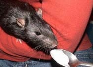 Cum să hrăniți un comprimat de șobolan
