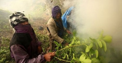 Cum se recoltează mierea în Nepal, cum se face?