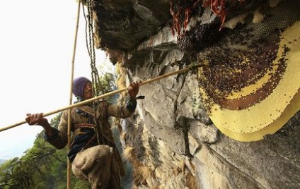 Як збирають мед в Непалі, як це зроблено