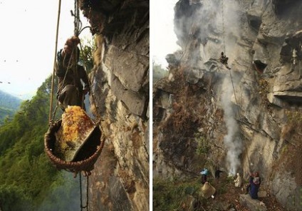 Cum se recoltează mierea în Nepal, cum se face?